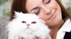  Персидские кошки - пушистые хранители домашнего очага