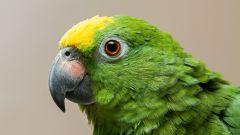 Декоративные птицы: попугай амазон. Особенности содержания птицы