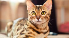 Кастрация кота: что необходимо знать любящему хозяину