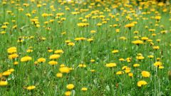 How to wash off stains from a dandelion