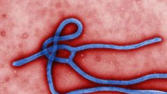 Лихорадка Эбола: симптомы, диагностика и лечение