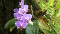 Правила успеха по уходу за орхидеями