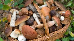 Отравление грибами: симптомы и первая помощь