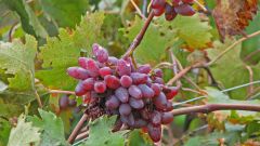 Виноград «Оригинал»: особенности сорта