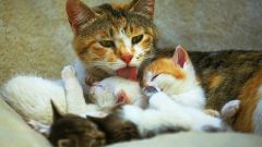 Стоит ли приглашать ветеринара на роды кошки