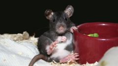 К чему снятся мыши 