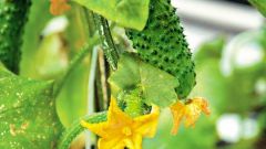  What you need to do to the cucumber leaves are not yellowing