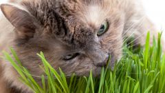 Grass for cats - how to grow house