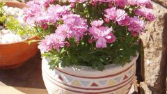 How to grow chrysanthemum from the bouquet house