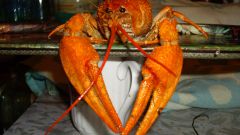 How delicious to cook crayfish