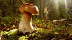 Как собирать лесные грибы