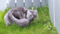 Как отучить кошек от вашего огорода