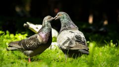 Folk omens and superstitions about pigeons
