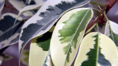 Почему фикус сбрасывает листья