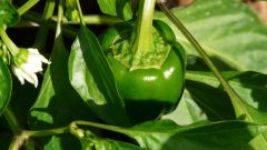 Why seedlings of pepper yellow