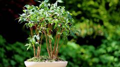 Ficus benjamina: care at home 
