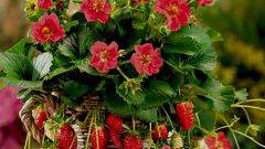How to care for strawberries in pots