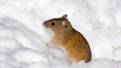 Как бороться с мышами экологически чистыми способами