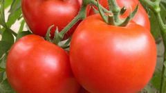 Fertilizing tomatoes to yeast-based