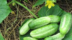 How to grow cucumbers on a warm ridge 