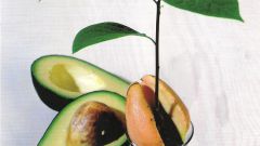 Выращиваем авокадо в домашних условиях