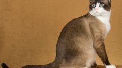Кошки сноу-шу: особенности породы