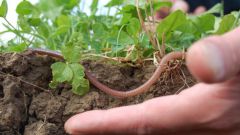 Как  увеличить плодородие почвы