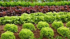 Как вырастить свои семена салата