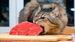 Чем кормить кошку: рецепты кошачьих блюд