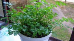 How to grow herbs at home