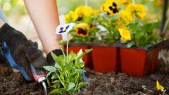 What flowers and when to sow in may