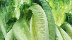 How to grow chicory salad