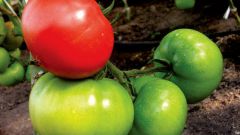 Как ускорить созревание томатов на дачном участке