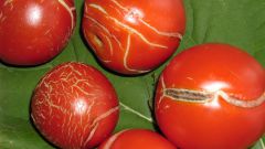 Основные заболевания томатов