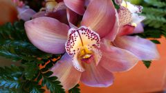 Как пересаживать орхидеи в домашних условиях
