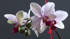 What to do if the Orchid bloomed