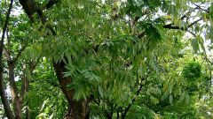 Мыльное дерево: описание