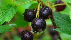 How to rejuvenate a shrub of black currant