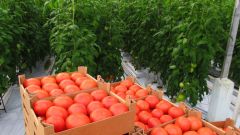 How pasynkovat tomatoes in open field and greenhouse
