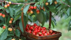 How to protect the harvest of sweet cherries and cherries from birds