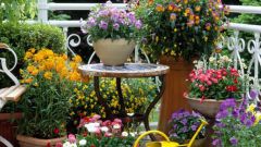 What perennial flowers can be planted in June in the country