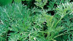 How to prepare an infusion of wormwood against pests in the garden