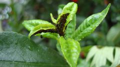 How to deal with aphids on plum
