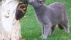 Русская голубая кошка: особенности породы