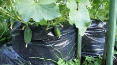 How to grow cucumbers in bags