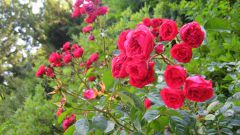 How to grow shrub roses: care rules