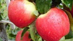How to plant an Apple tree on clay soil
