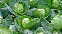 How to handle cabbages from flea