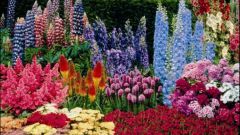 Features planting perennial flowers in July