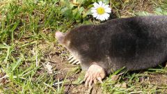How to get rid of moles in the garden or summer cottage